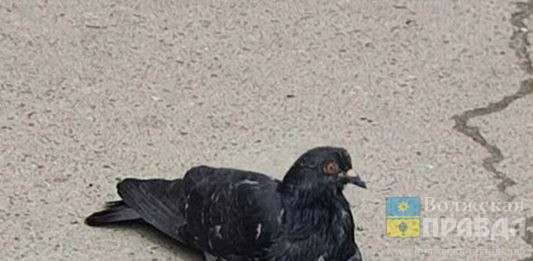 Не крысы и не заразные: как волжанин выходил больного голубя