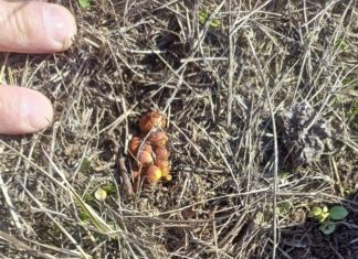 Лесная находка: в Волгоградской области проснулись зимние опята