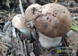 30 жителей Волгоградской области отравились грибами