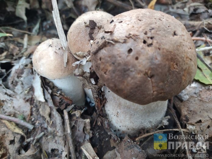 грибы-лес-лк