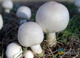 13 человек отравились грибами в Волгоградской области с начала года