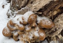 В Волго-Ахтубинской пойме грибники вышли на зимнюю «грибалочку»