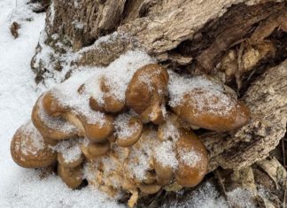 В Волго-Ахтубинской пойме грибники вышли на зимнюю «грибалочку»