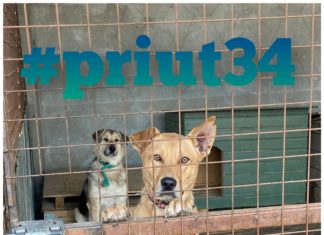 Хочу в добрые руки: Харди