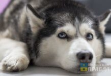 Волжанку возмутило отношение к собакам, как к игрушкам