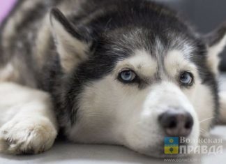 Пенсионерке дали 3 года условно за жестокое убийство собаки хаски