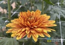 Цветы, накрученные на бигуди: на «Балу хризантем» в Волжском показали 123 сорта «королев осени»