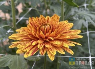 Цветы, накрученные на бигуди: на «Балу хризантем» в Волжском показали 123 сорта «королев осени»