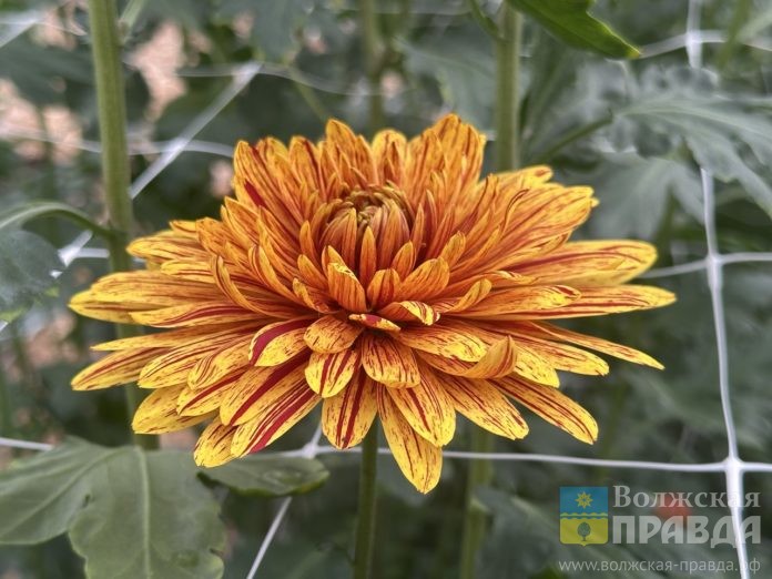 Хризантемы ЕД (12)