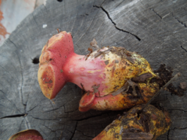 Волгоградцам придётся обращаться с краснокнижными растениями по новым правилам