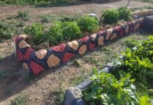 Агроном из Волжского посоветовала, как защитить овощные грядки от августовского пекла Это изображение имеет пустой атрибут alt; его имя файла - gryadki.-art-beton-2-1024x764.jpeg