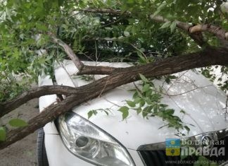 Осторожно, вязы: как разобраться с волжской УК, если на твою машину рухнуло дерево