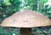 В Волгоградской области нашли гриб-великан с 26-сантиметровой шляпкой