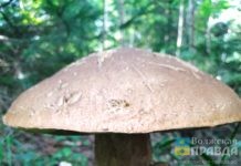 В Волгоградской области нашли гриб-великан с 26-сантиметровой шляпкой