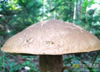 В Волгоградской области нашли гриб-великан с 26-сантиметровой шляпкой