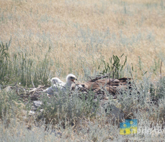 Под Волгоградом ученые насчитали 14 орланов и 90 стрепетов