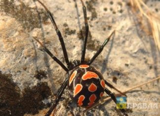 От укусов пауков каракуртов пострадали 4 жителя Волгоградской области