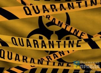 Рядом с Волжским установили карантин по бешенству