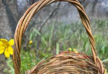 В Волгоградской области расцвели краснокнижные тюльпаны Биберштейна