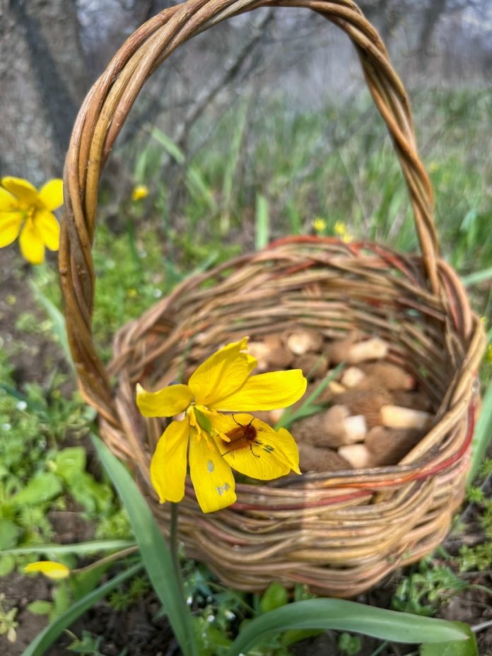 тюльпан Биберштейна