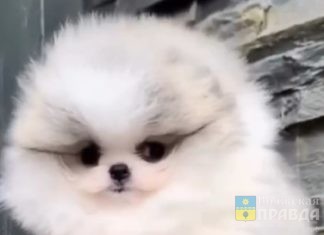 У Ирины Дубцовой появился шпиц размером с ладонь: а что, только Киркорову можно?