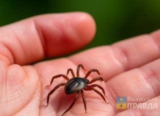 В Волгоградской области число укусов клещей выросло на 46%