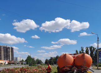 Более 35 тысяч цветов украсили клумбы Волжского