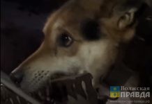 На цепи с граблями в пасти: в Волгоградской области пьяный изувер убивал свою собаку