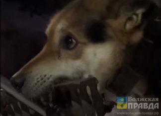 На цепи с граблями в пасти: в Волгоградской области пьяный изувер убивал свою собаку