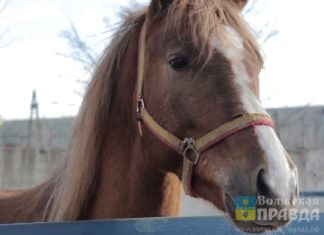Пастух в пойме грозил затоптать конем пенсионерку-грибника