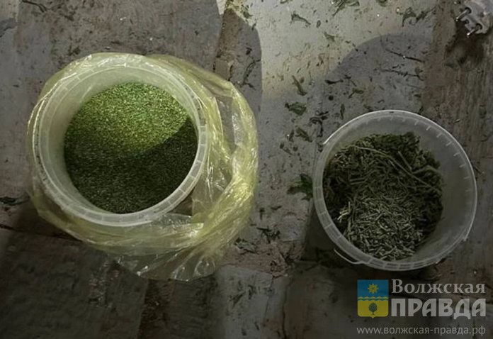 конопля, марихуана