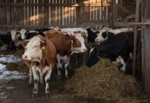 Бурёнки в безопасности: в Волгоградской области отменили карантин по лейкозу