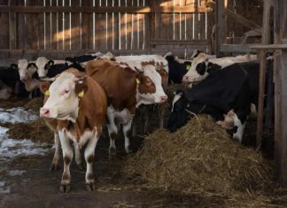 Бурёнки в безопасности: в Волгоградской области отменили карантин по лейкозу