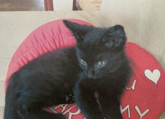 Хочу в добрые руки: ласковая кошечка