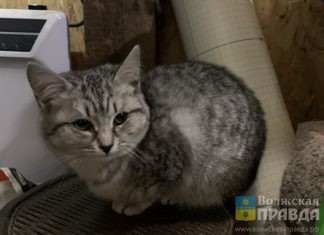 Волжане пишут: «Попробуйте проявить хоть каплю любви к брошенным»