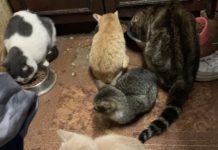 В Волгоградской области суд обязал владелицу 11 кошек привести свою квартиру в порядок