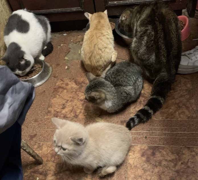 кошки. Любимки ЕД