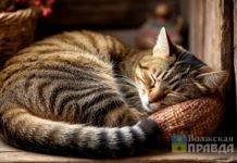 До 500 тысяч на котокомнату: в Волжском НКО пригласили побороться за грант