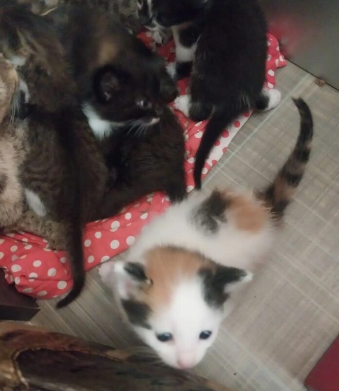 котята