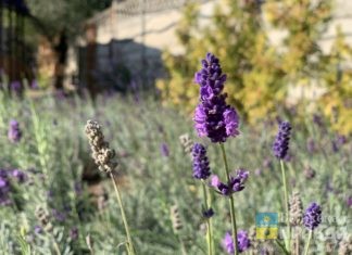 Волжские «Дети в беде» начали создавать «Аптекарский огород»