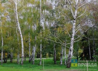 В Волгоградской области назвали дату снятия запрета на посещение лесов