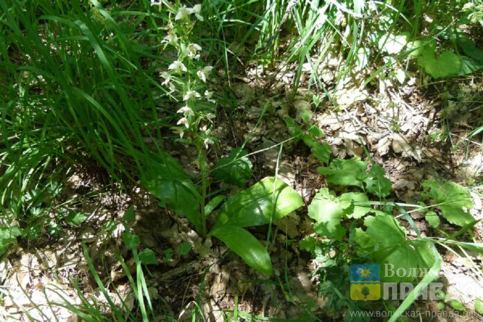 les-czvety-lyubka-shpazhnik-flora-adm-vo-222-1