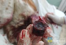 Ружьё с лицензией изъяли: в Волжском обезоружили стрелка, убившего Лесси