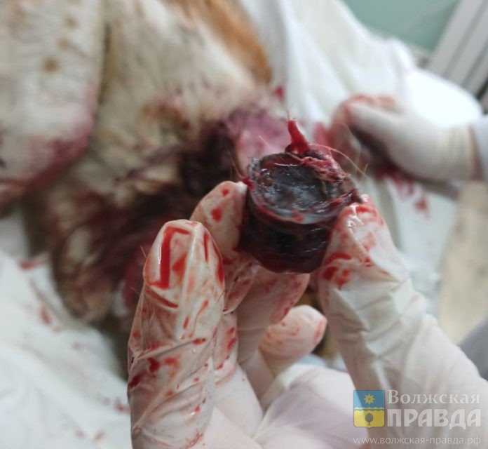 Лэсси