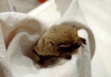 Волжанка выхаживает летучего мышонка, которого поместят в холодильник