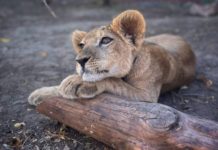 В Волгограде отметили день рождения льва, от которого отказалась мама
