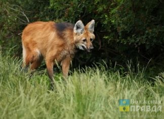 Карантин по бешенству введен уже в двух районах Волгоградской области
