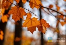 В короткую рабочую неделю синоптики пообещали жителям Волгоградской области, что будет тепло