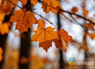 В короткую рабочую неделю синоптики пообещали жителям Волгоградской области, что будет тепло