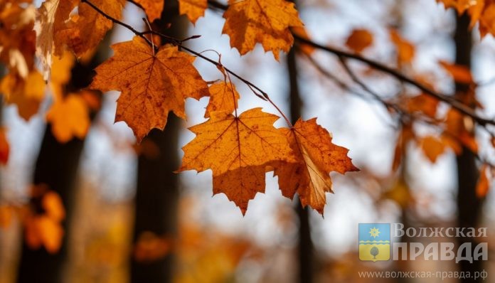 листья, осень